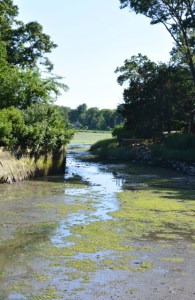 View from my house at low tide
