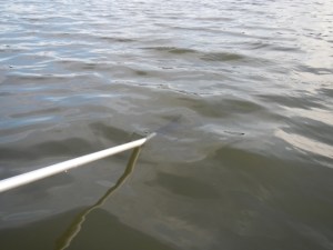 Look closely and you may see my oar just below the surface of the water - It is almost a good day.